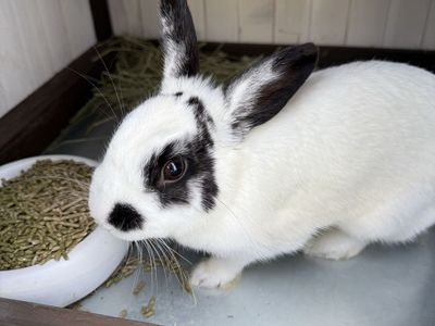 Free Mini Rex Bunny - Adorable Black and White Rabbit