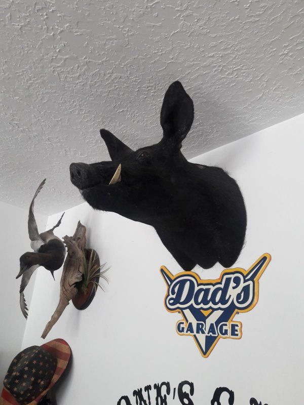 Wild Boar Head Taxidermy Shoulder Mount