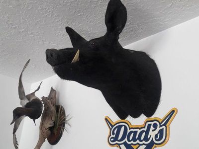 Wild Boar Head Taxidermy Shoulder Mount