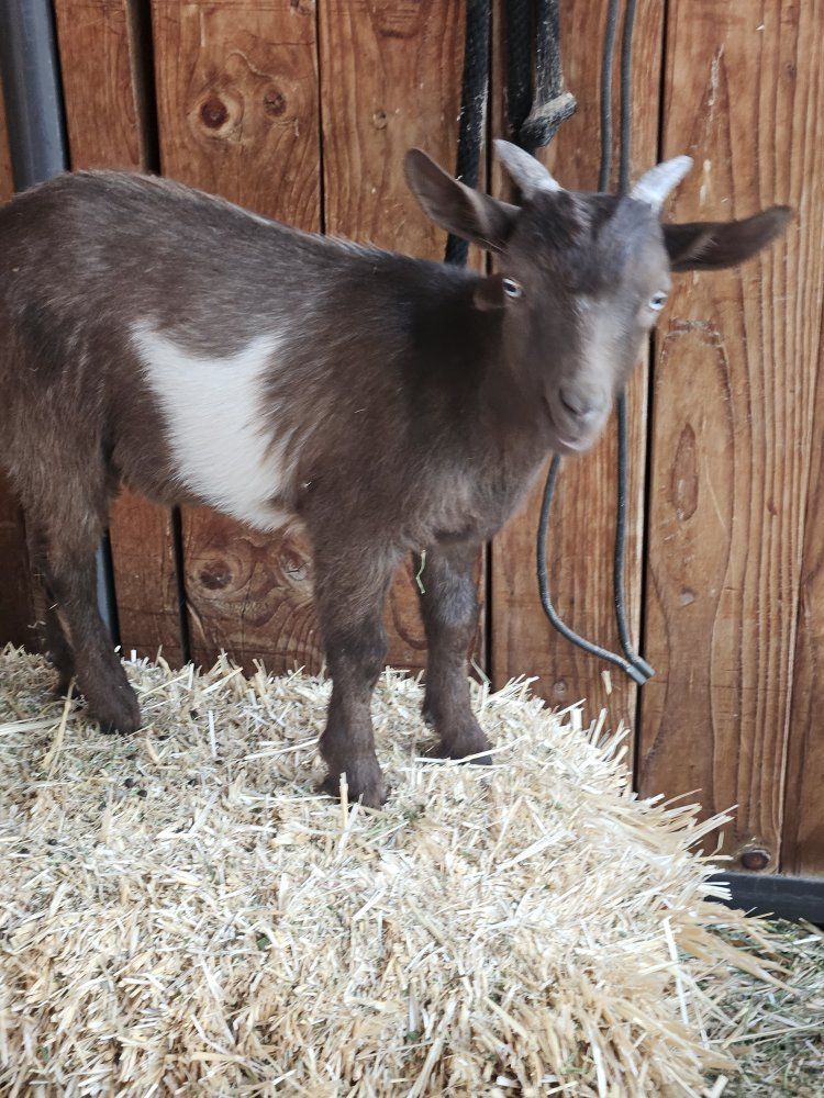 Nigerian dwarf chocolate brown colored wethers