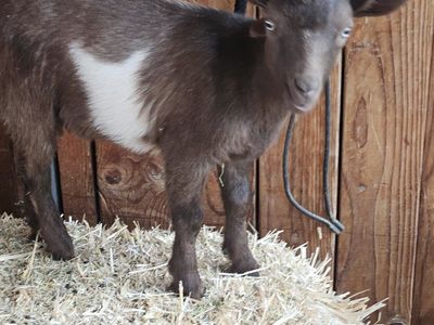 Nigerian dwarf chocolate brown colored wethers