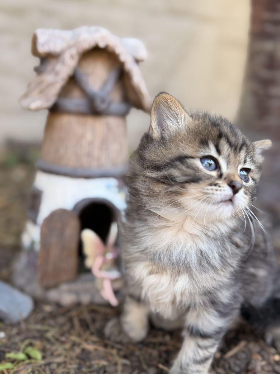 Hypoallergenic Siberian Forest Kittens