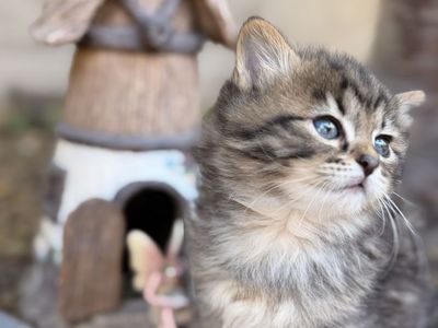 Hypoallergenic Siberian Forest Kittens