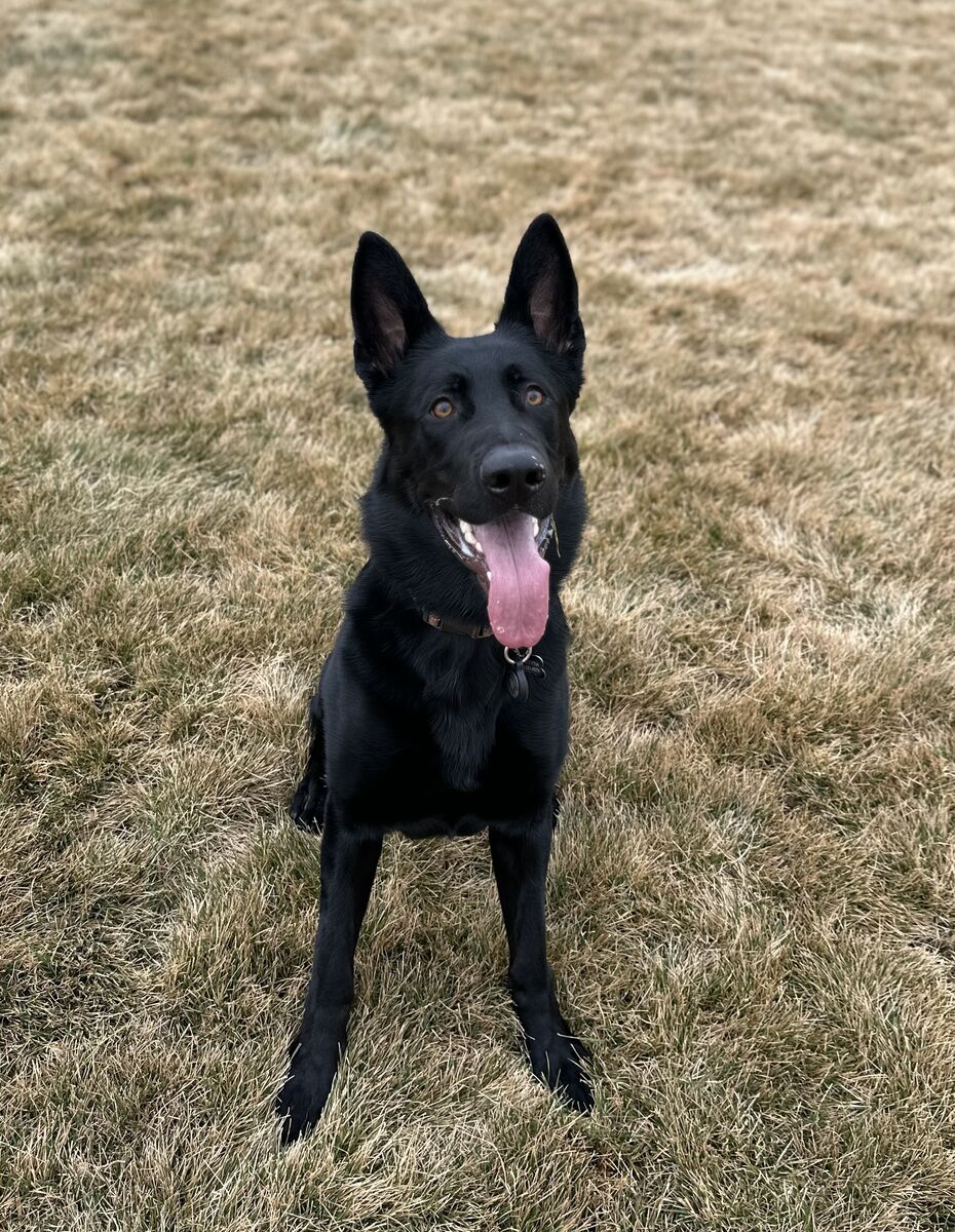 German Shepherd Stud