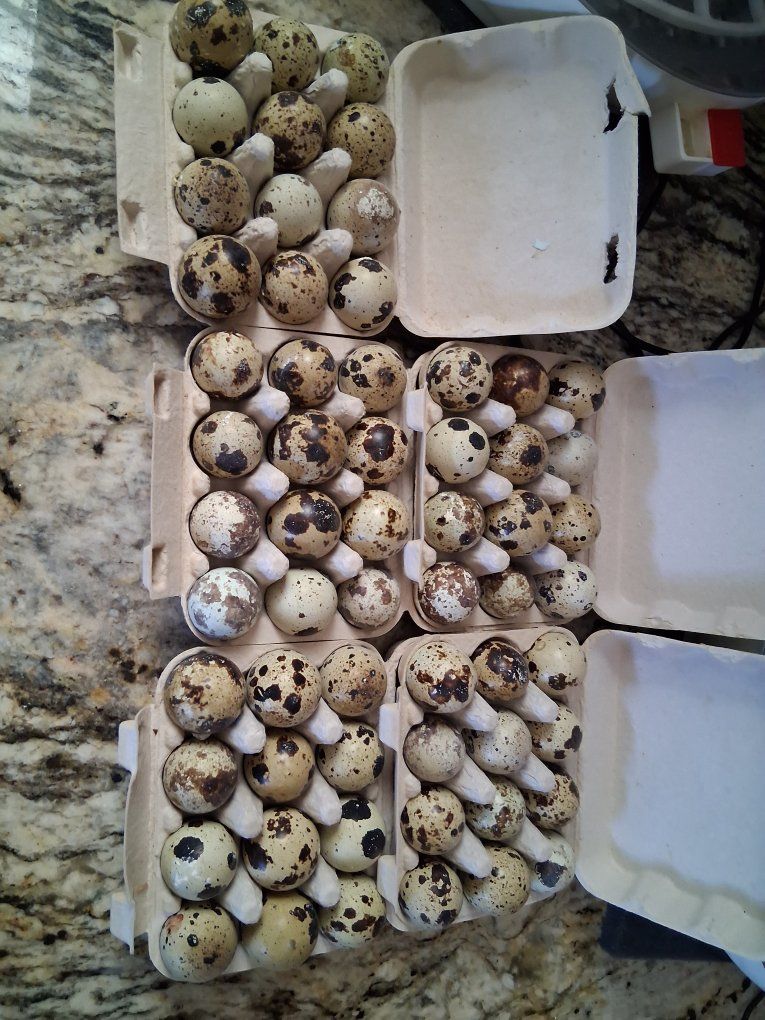 Quail eggs.
