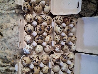 Quail eggs.