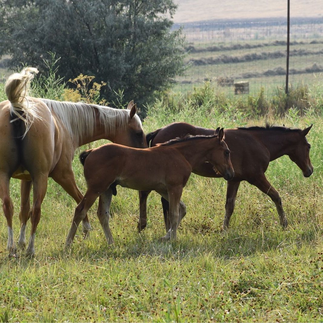 Metallic Cat/Shining Spark/Driftwood Bred Stud Colt