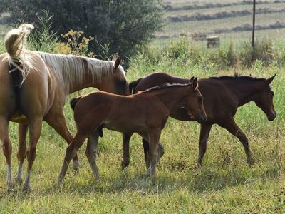 Metallic Cat/Shining Spark/Driftwood Bred Stud Colt
