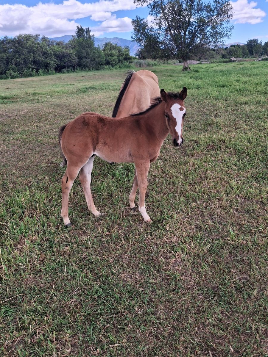 2026 Bay Filly - Loaded Pedigree