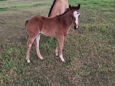 2026 Bay Filly - Loaded Pedigree