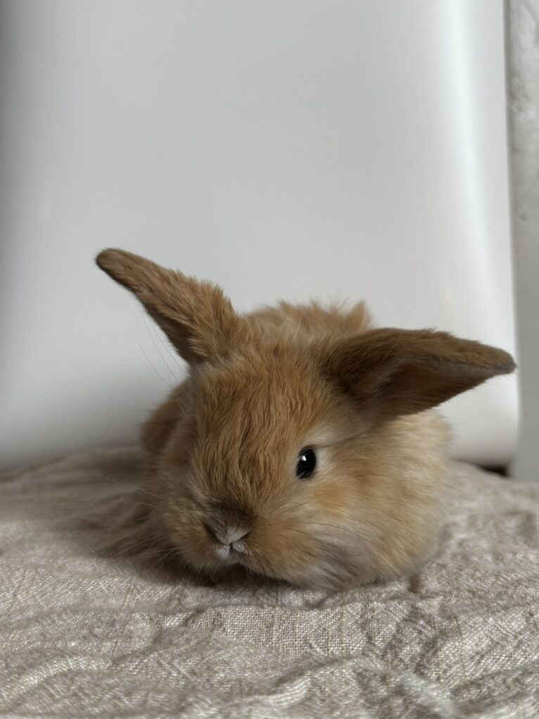 Holland Lop Bunnies!