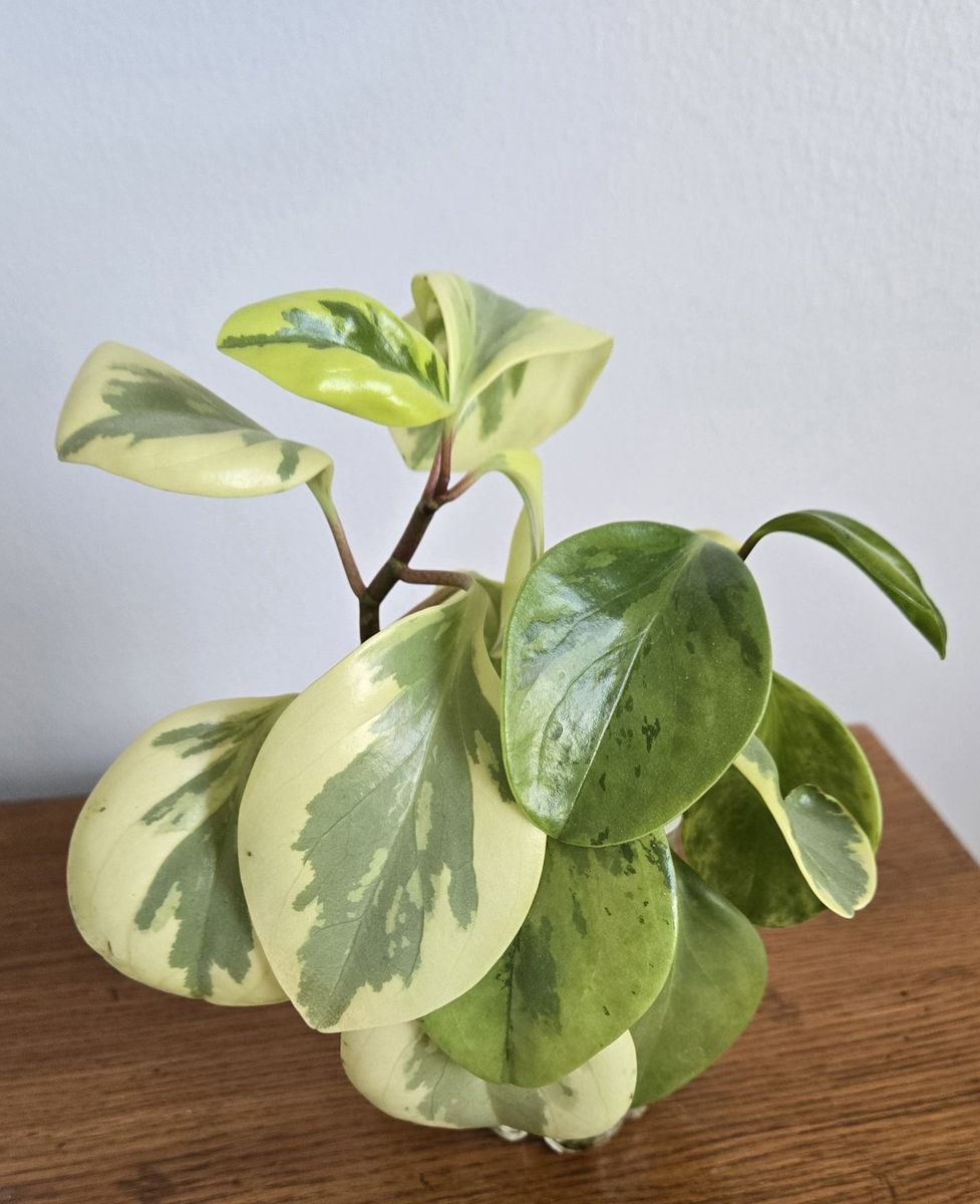 Variegated Peperomia "Citrus Twist" Plant