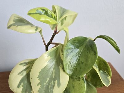 Variegated Peperomia "Citrus Twist" Plant