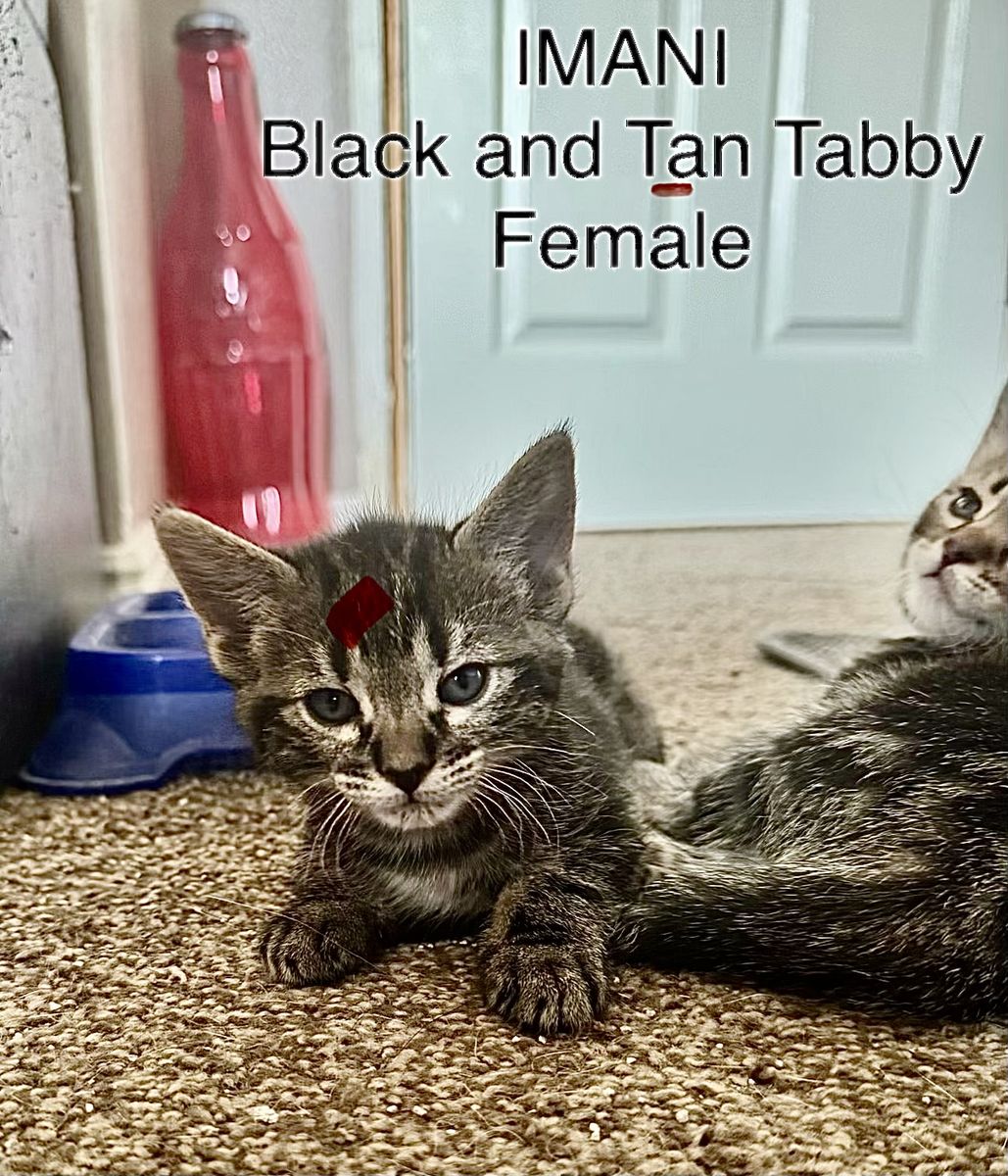 Free Kittens