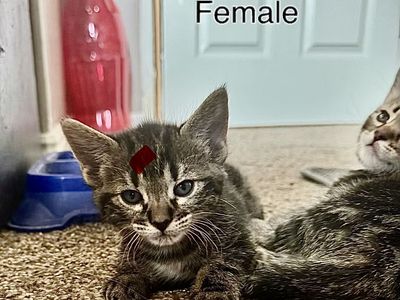 Free Kittens