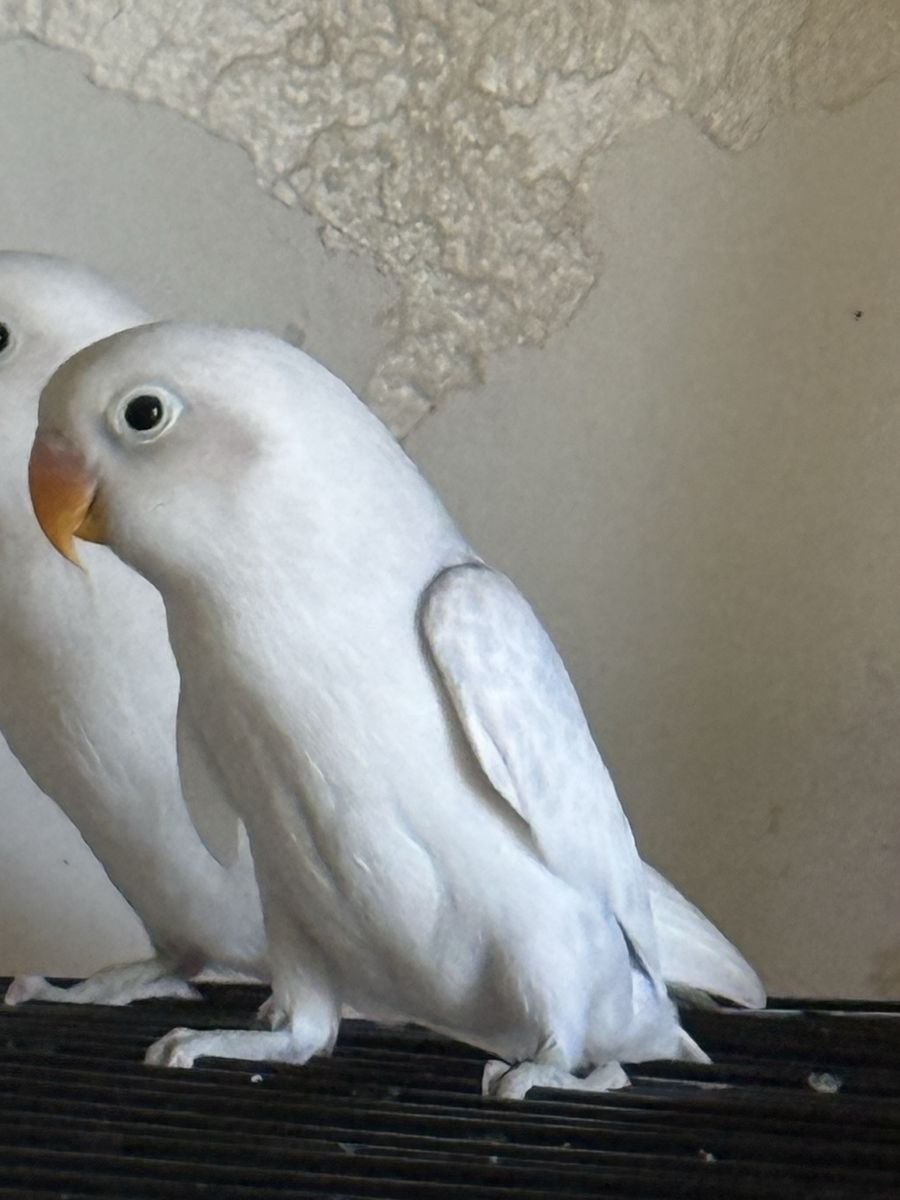 Lovebird baby