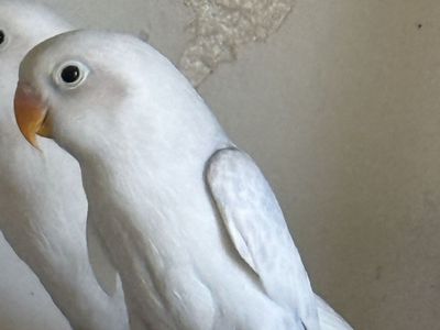 Lovebird baby