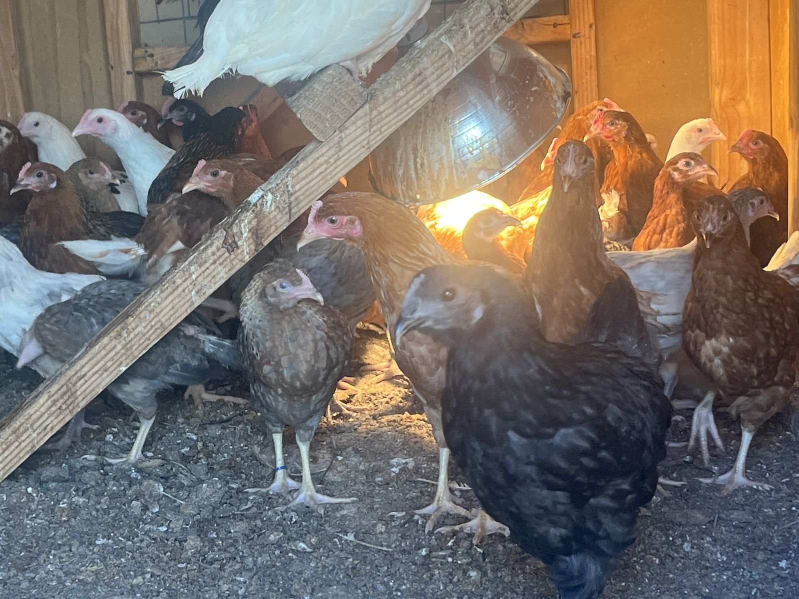 Beautiful chicks - Easter egger, starlight green, olive eggers, isa brown, CA white, bl cop Maran, leghorn