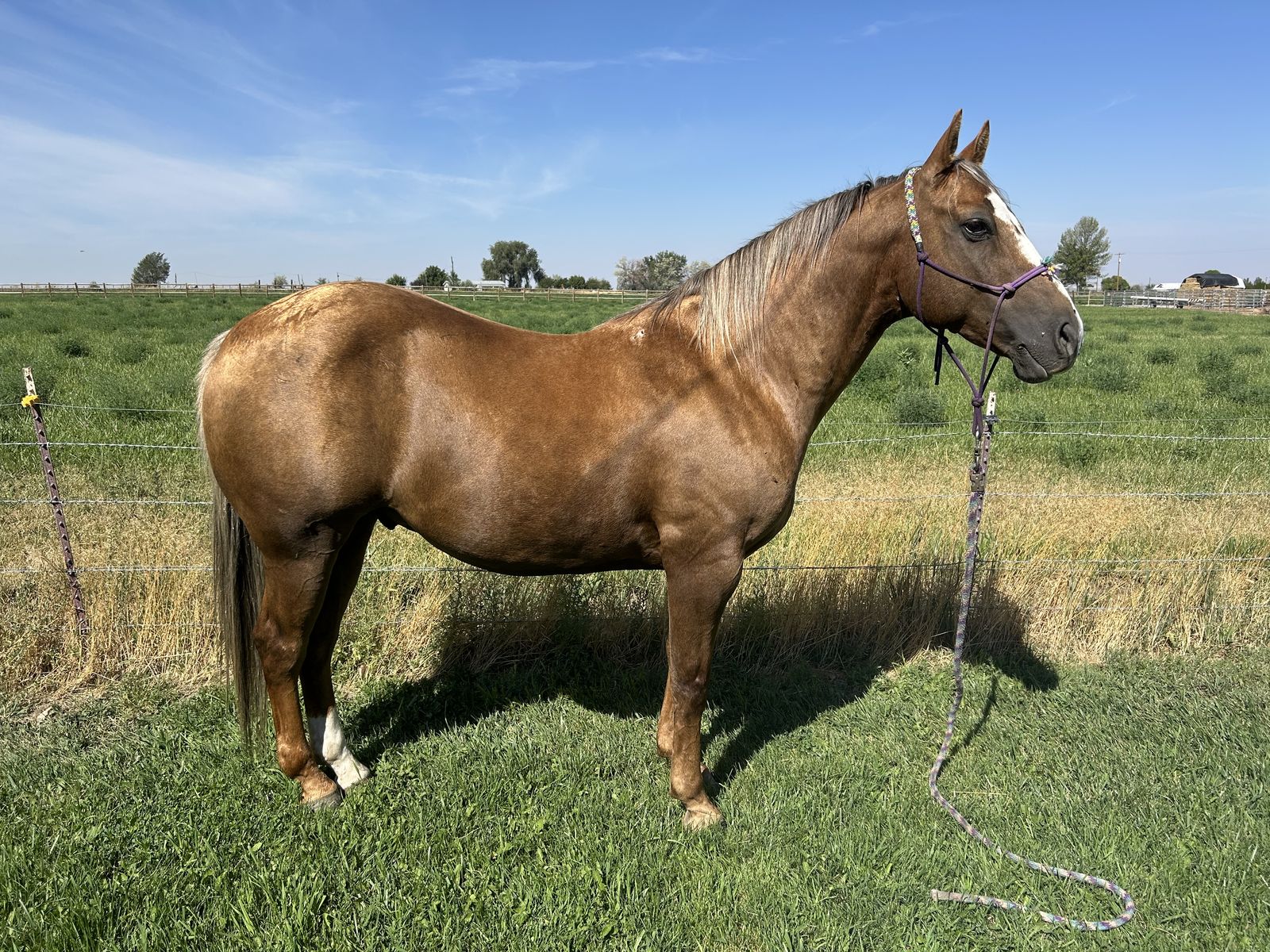 10 year old AQHA palomino gelding