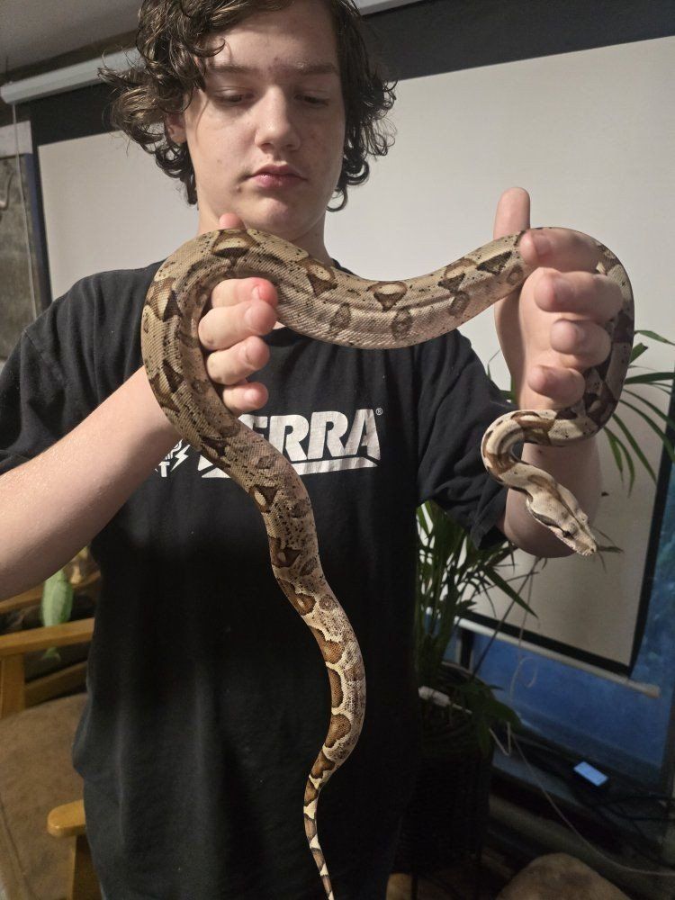Pet Boa Constrictor Snake - Healthy and Handled Reptile