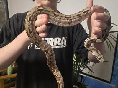 Pet Boa Constrictor Snake - Healthy and Handled Reptile