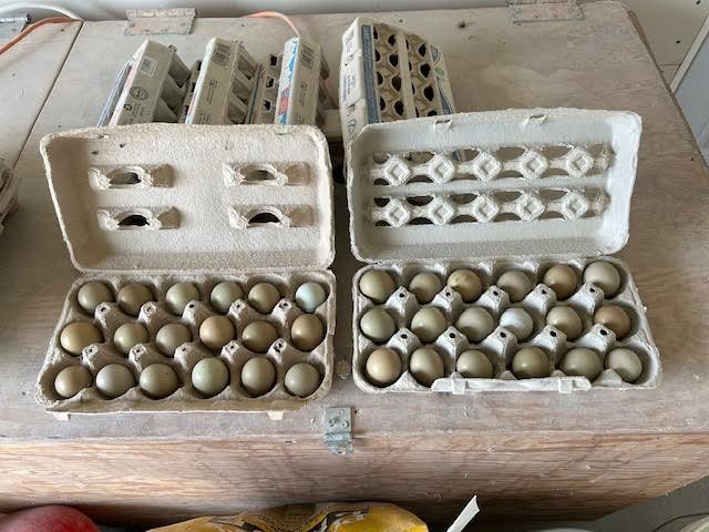 Pheasant Eggs for Sale