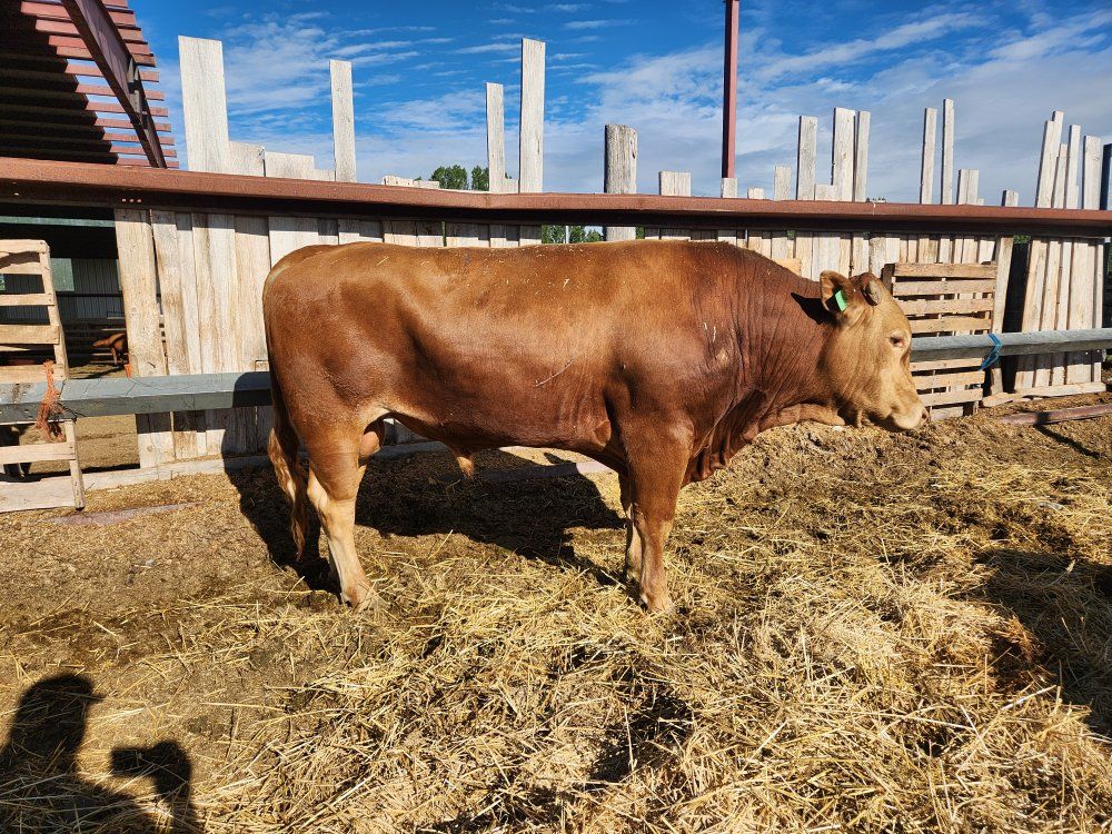 Akaushi (Red) Wagyu Bulls
