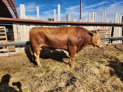 Akaushi (Red) Wagyu Bulls