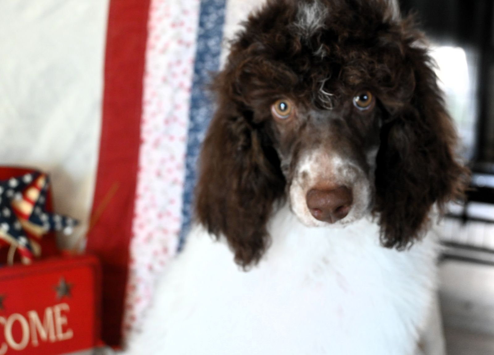 AKC Standard Parti Poodles