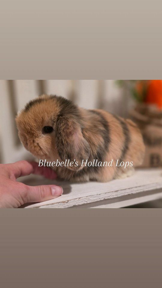 Pedigreed Male Holland Lop Rabbit