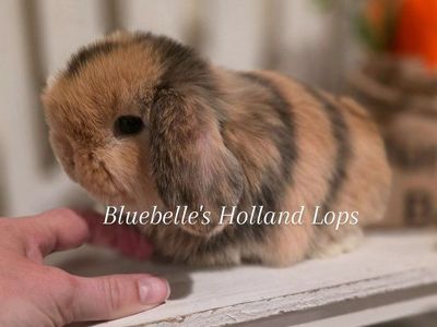 Pedigreed Male Holland Lop Rabbit