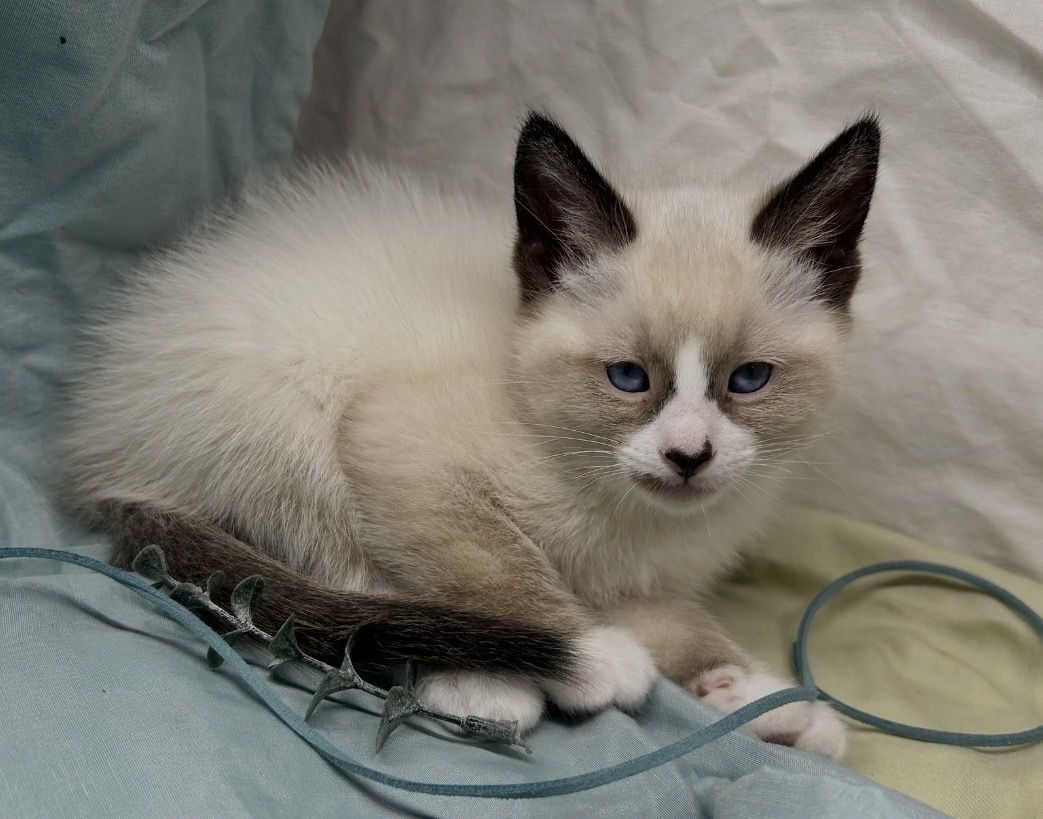 Adorable Ragdoll/Siamese Mix Kittens 8-Week-Old Female Kittens - Litter Trained, Socialized, Ready for Forever Homes
