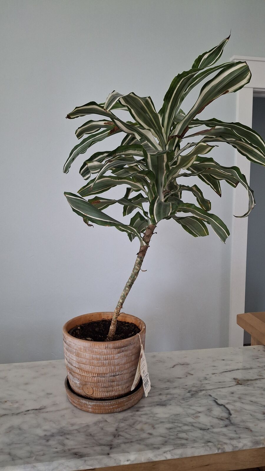 small plant with pot