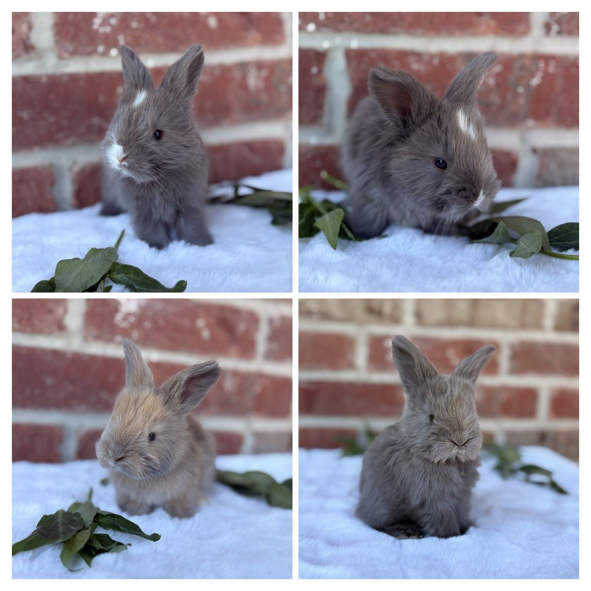 Pedigreed English Angora Baby Bunny Rabbits Newborns