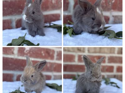 Pedigreed English Angora Baby Bunny Rabbits Newborns