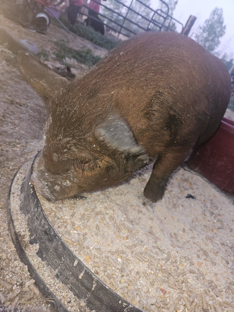 Kunekune Piglet