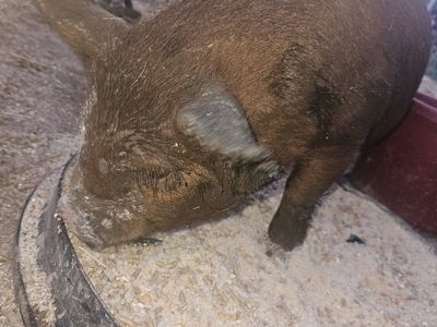 Kunekune Piglet