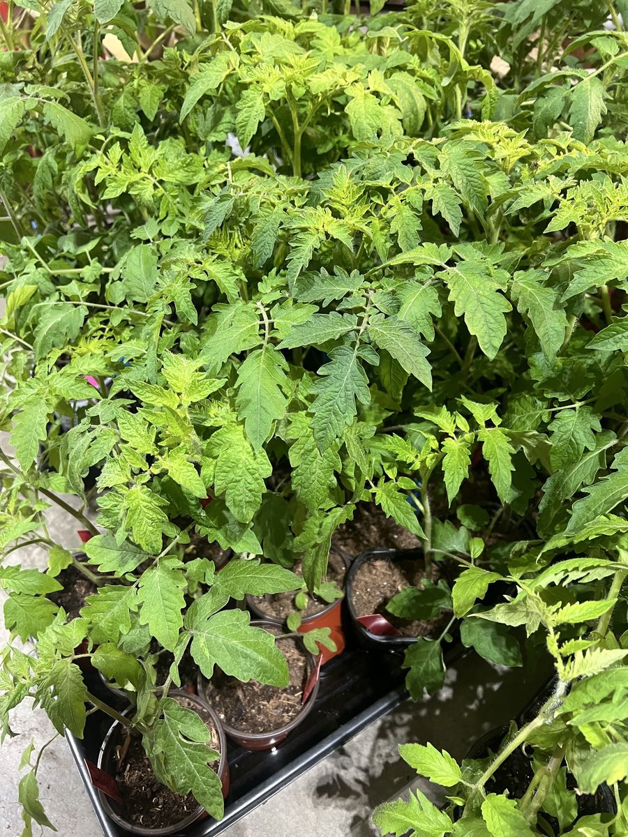 Large Tomato Plants