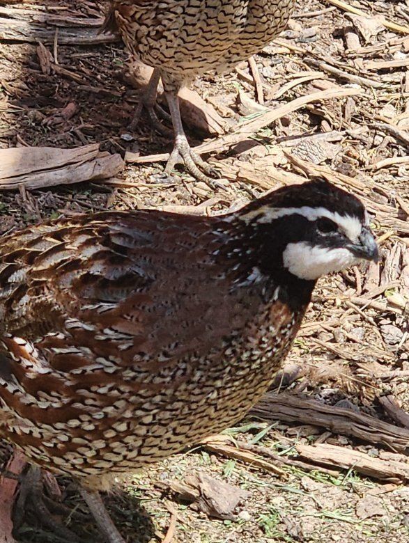 Chicks - Northern bobwhite quail