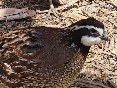 Chicks - Northern bobwhite quail