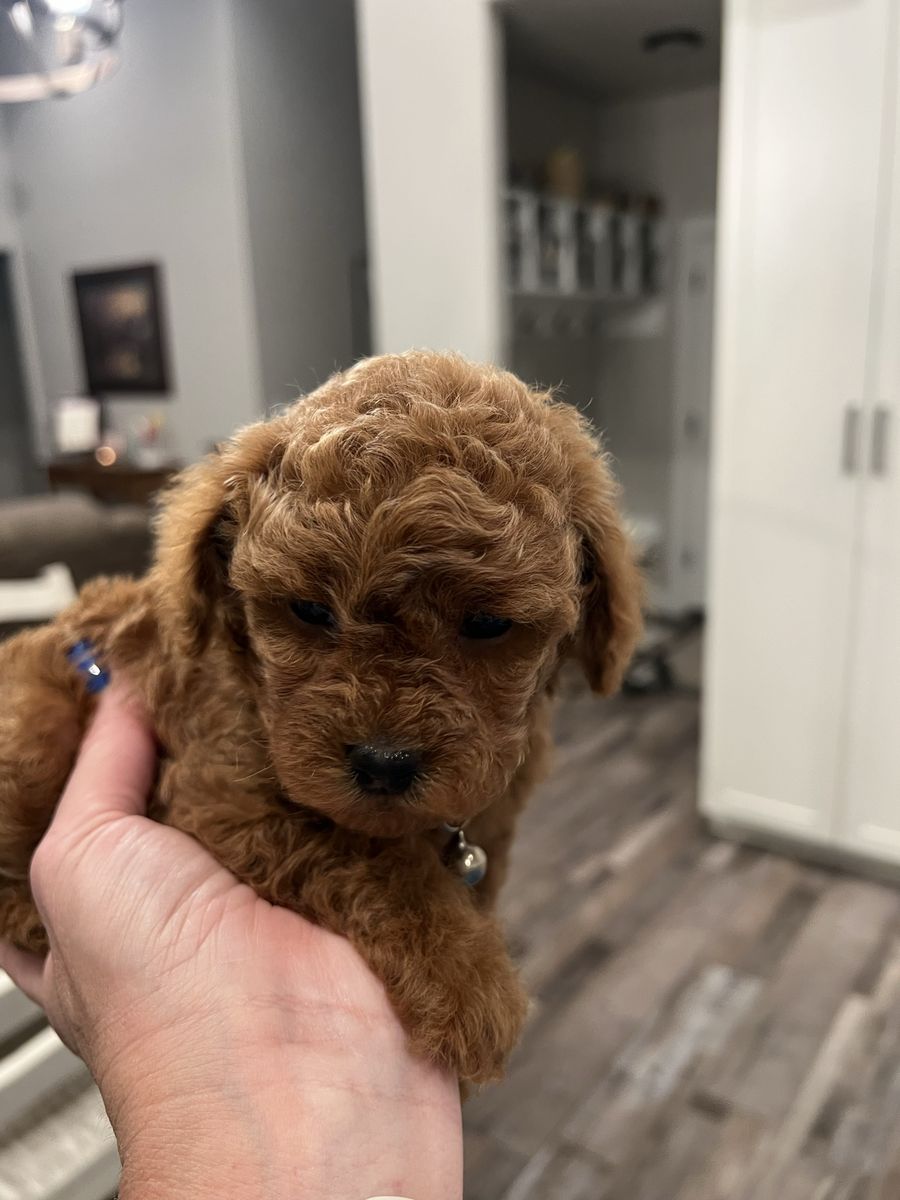 Micro Mini Goldendoodles