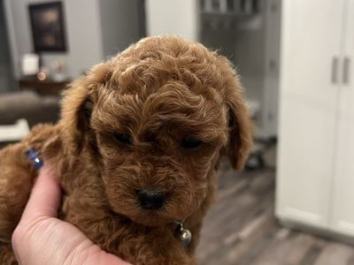 Micro Mini Goldendoodles