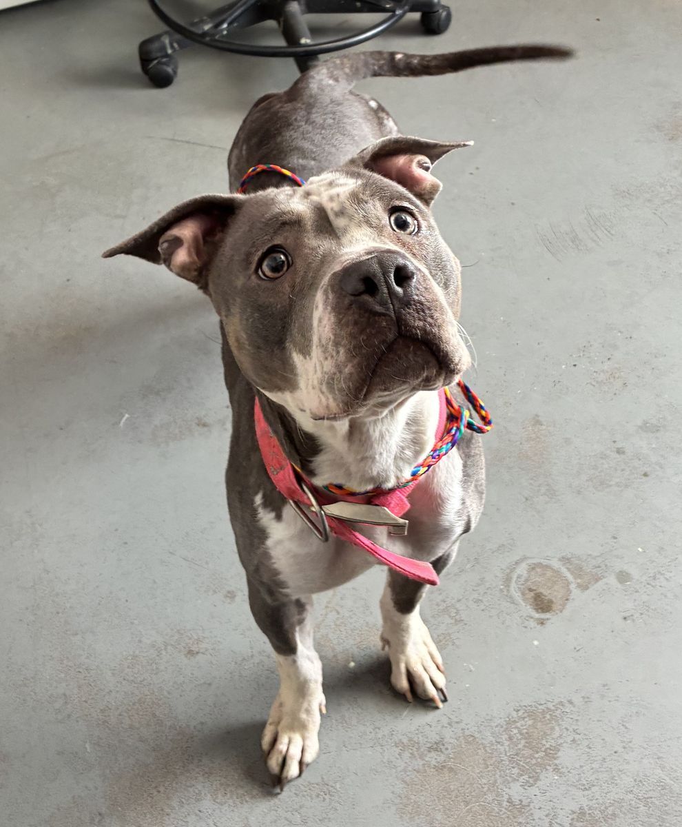 A160764 Valkyrie is Available for Adoption!