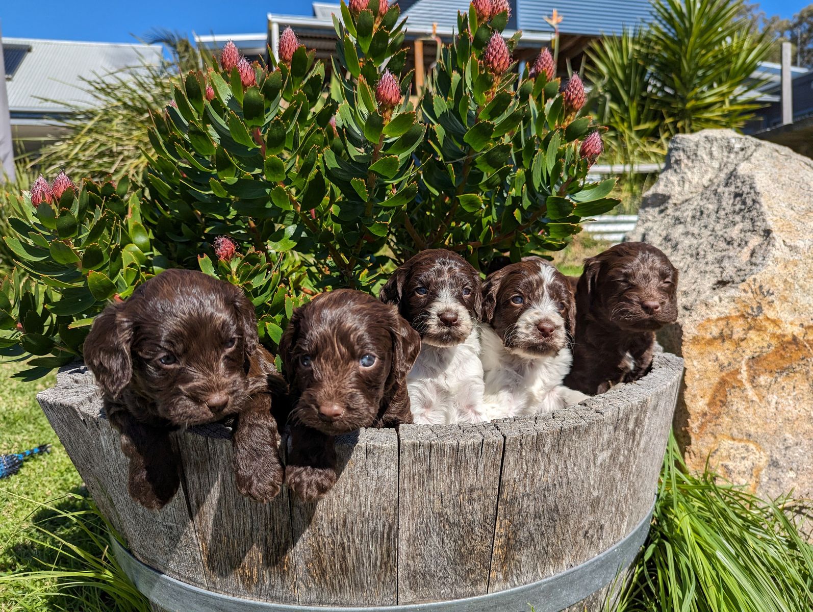 Springerdoodles due soon!