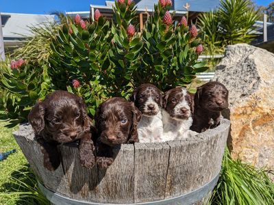 Springerdoodles due soon!