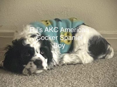 AKC American Cocker Spaniel Puppy *One Left*