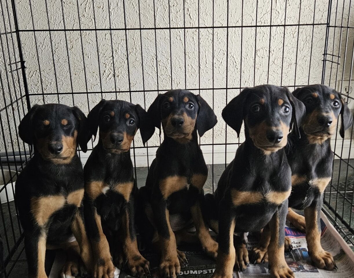 Doberman pups