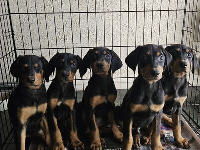 Doberman pups