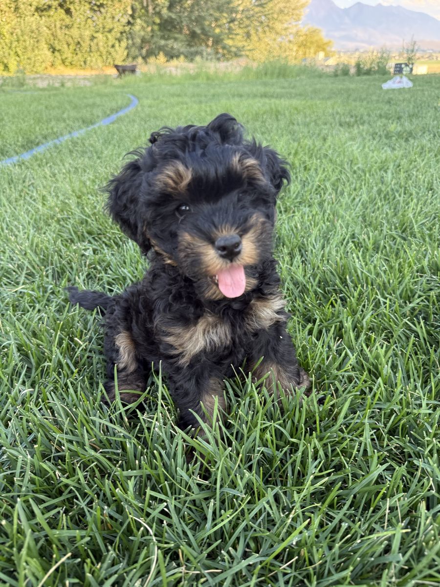 9-Week-Old micro mini Bernedoodle Puppies (Male & Female Available)
