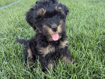 9-Week-Old micro mini Bernedoodle Puppies (Male & Female Available)
